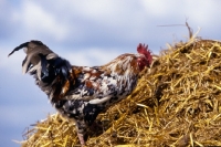 Picture of chicken on dung heap