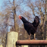 Picture of chicken on fence