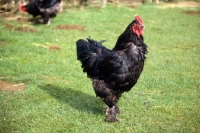 Picture of chicken on grass