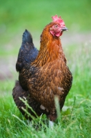 Picture of Chicken on grass