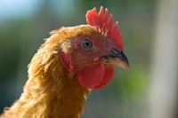 Picture of chicken portrait, france