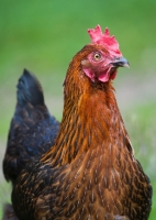 Picture of Chicken portrait