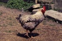 Picture of chicken scratching for food