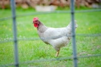 Picture of Chicken standing in a field behind a fence
