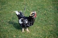 Picture of chicken standing on grass