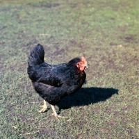 Picture of chicken walking on grass