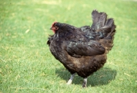 Picture of chicken walking on the grass