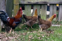 Picture of chickens, cock and two hens