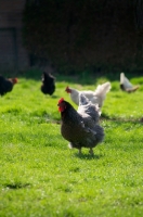 Picture of Chickens from Australorp eggs, free range