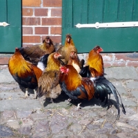 Picture of chickens outside stable