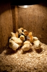 Picture of chicks of various chicken breeds