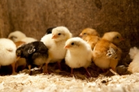 Picture of chicks of various chicken breeds