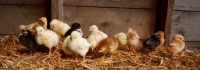 Picture of chicks of various chicken breeds in shed