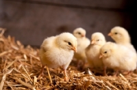 Picture of chicks on straw
