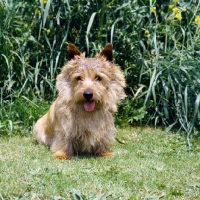 Picture of chidley love'em and leave'em, norwich terrier from usa sitting on grass in england