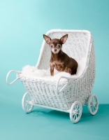 Picture of Chihuaha in pram