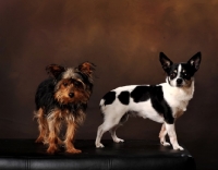 Picture of Chihuahua and Yorkshire Terrier in studio