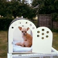 Picture of chihuahua bitch and puppy in carrying box