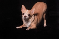 Picture of Chihuahua bowing on black background