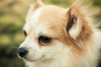 Picture of Chihuahua, close up
