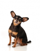 Picture of Chihuahua dog in studio looking at camera