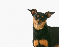 Picture of Chihuahua dog in studio looking at camera