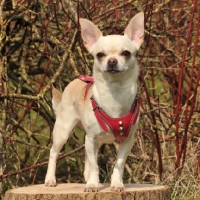 Picture of Chihuahua dog standing on tree stump