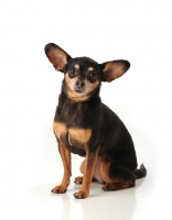 Picture of Chihuahua dog with big ears in studio looking at camera