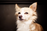 Picture of Chihuahua glancing at camera