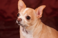 Picture of Chihuahua head study