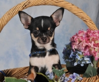 Picture of Chihuahua in basket