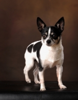 Picture of Chihuahua in studio against brown backdrop