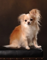 Picture of Chihuahua (long coat) sitting on arm of couch