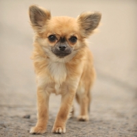 Picture of Chihuahua (longhair) puppy