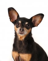 Picture of Chihuahua looking at camera in studio