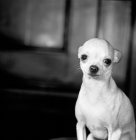 Picture of chihuahua looking innocent