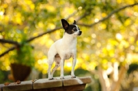 Picture of Chihuahua, looking proud