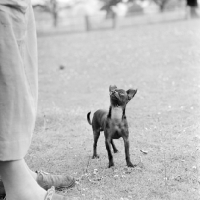 Picture of chihuahua looking up at owner