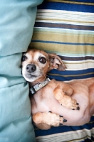 Picture of chihuahua mix lying on back in striped blue dog bed