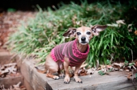 Picture of chihuahua mix sitting in brown and pink sweater