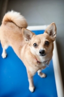 Picture of chihuahua mix standing on blue mat