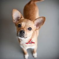 Picture of chihuahua mix standing