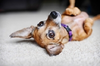 Picture of chihuahua mix upside down on carpet