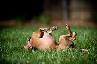 Picture of chihuahua mix upside down rolling in grass