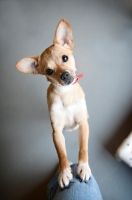Picture of chihuahua mix with front paws up on owner's leg