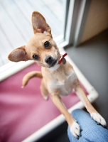 Picture of chihuahua mix with front paws up on owner's leg