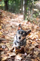 Picture of Chihuahua mixed breed in autumn