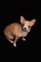 Picture of Chihuahua on black background, looking at camera
