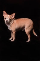 Picture of Chihuahua on black background