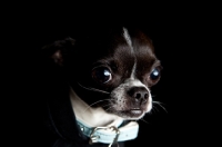 Picture of Chihuahua on black, close-up